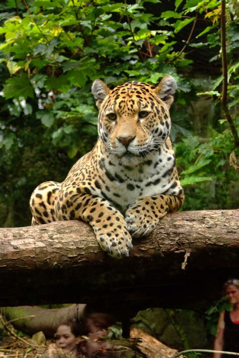 Poze Natură Jaguar Animal Terestru Animale Sălbatice Mamifer