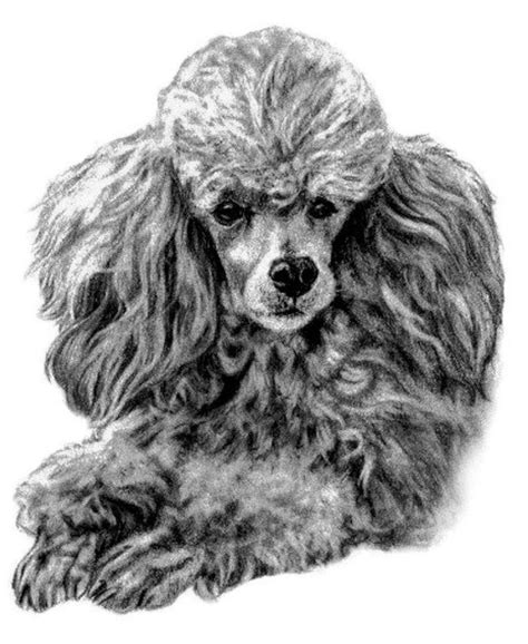 Pin By Dog Portraits On Sketches Pet Portraits Poodle Drawing