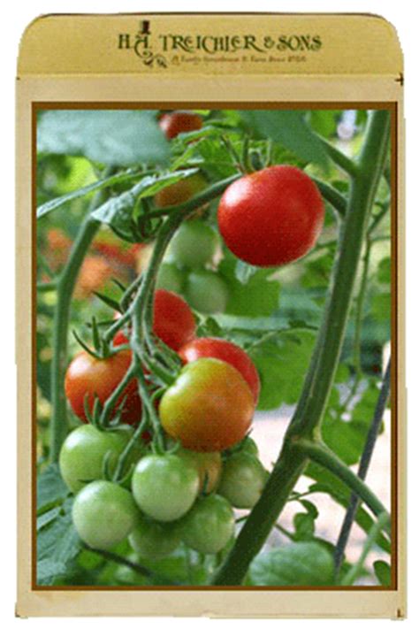 Some varieties are space savers, trailing from baskets and window. Vegetables & Herbs - H.A. Treichler & Sons - Greenhouses ...