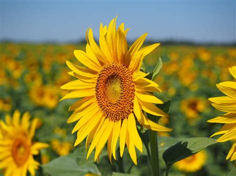 Growing Sunflowers to Brighten Up Your Garden - MORFLORA