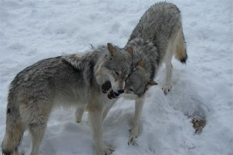 Wolves Play Fight Flickr Photo Sharing