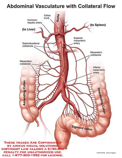 Webmd's abdomen anatomy page provides a detailed image and definition of the abdomen. (14190_01B) Abdominal Vasculature with Collateral Flow ...