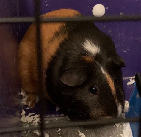 Re Homing 2 Female Guinea Pigs Simsbury Ct Patch