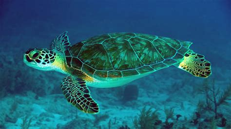Cute Sea Turtle Wallpaper