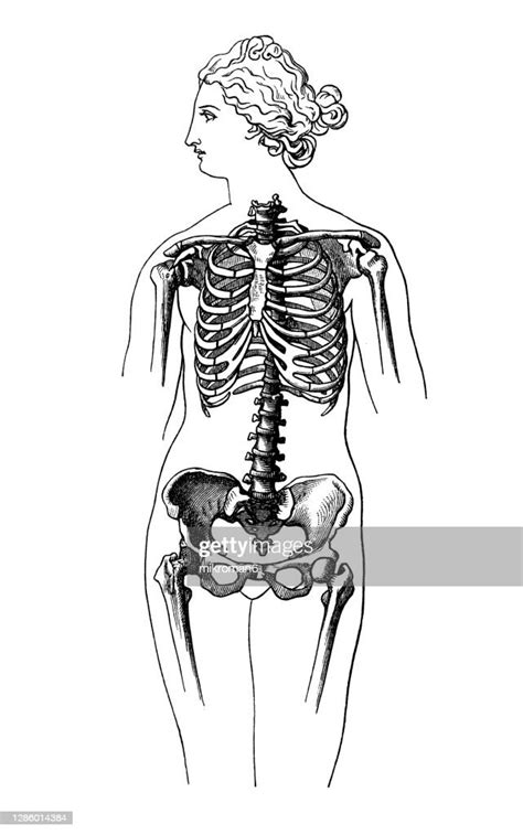 Old Engraved Illustration Of A Female Skeletons High Res Stock Photo