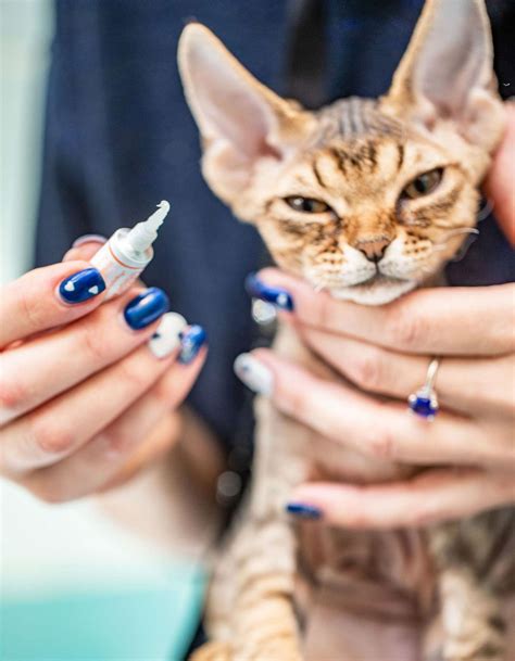 Cat Eye Infection Treatment Tips On Administering Drops And Ointments