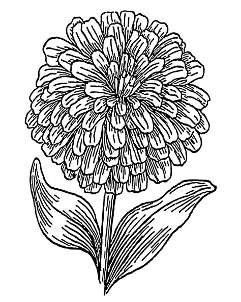 Notify me when this product is available: Download Zinnia coloring for free - Designlooter 2020 👨‍🎨