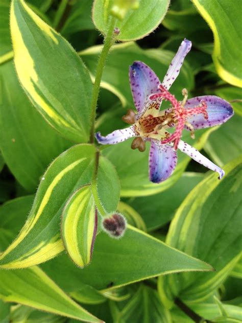 See more ideas about ground cover, purple ground cover, plants. TOAD LILY Variegated Live Tropical Plant Shade Garden Tiny ...