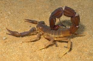 One of the most prevalent scorpion species in the sahara, the deathstalker scorpion (leiurus quinquestriatus), commonly preys upon its own species. Extremely Rare and Unique Desert Insects You Didn't Know Existed