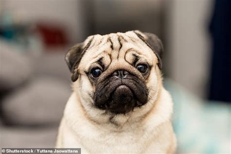 Short Snouted Dogs Are More Willing To Make Eye Contact Daily Mail Online