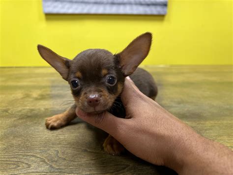 Westchester Puppies And Kittens Chihuahua Puppies For Sale New York