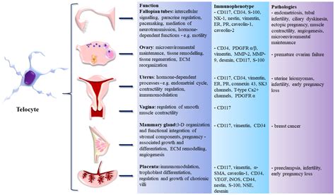 Life Free Full Text Telocytes In The Female Reproductive System Up To Date Knowledge