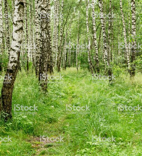 √ Background Nature Stock Photos Alumn Photograph
