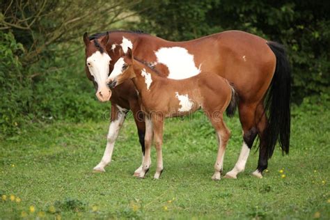Paint Horse Mare With Adorable Foal On Pasturage Stock Image Image Of