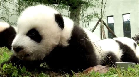 36 Cute Baby Pandas Make Debut At Chinas Breeding Centers News Zee