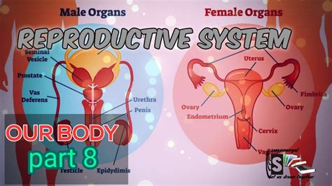 Human Reproductive System Youtube