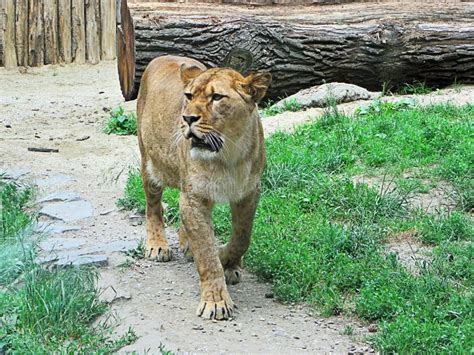 Roaring Lion Waling Towards Camera Stock Photo Image Of Background