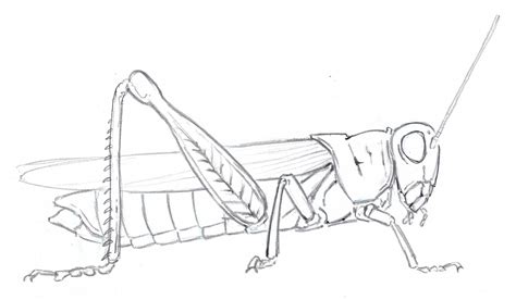 How To Draw Insects Part 2 How To Draw Insects Drawings Insects