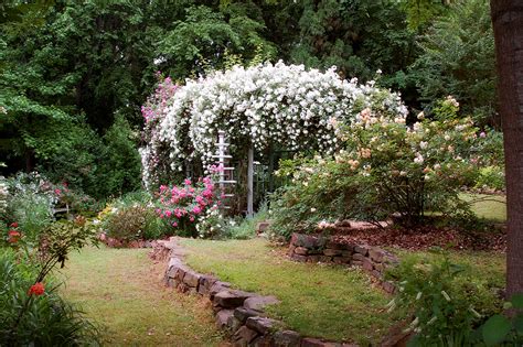 Rambling rector ~ (moschata) a rampant rambler. Rambling Rector - A Southern Garden