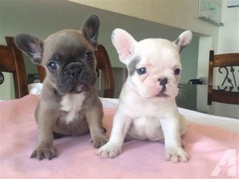 Top 10 Cutest French Bulldog Puppies