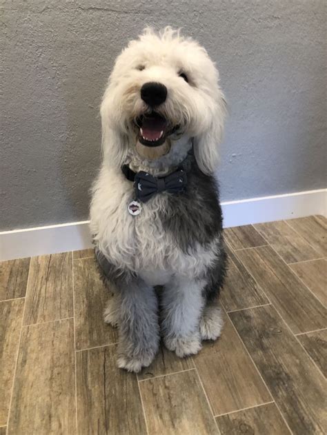 It's one of the dog breeds that love to run and fool around, has a high energy level, remaining young in spirit and be ahead of the crowd when a new old english sheepdog is available by signing up to our puppy alert. Pin by MickeyDeez Albarran on Our Old English Sheepdog ...