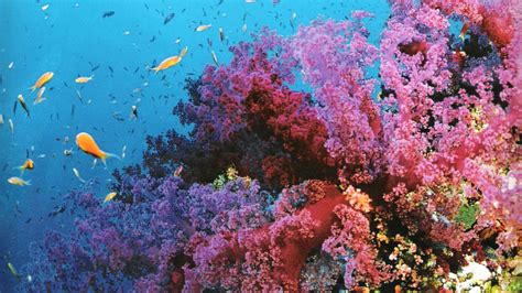 Choose from hundreds of free dual monitor wallpapers. Coral Reef 4K Dual Monitor Wallpapers - Top Free Coral ...