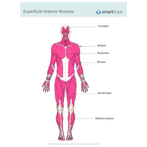 Labelled Diagram Of Muscles In Body Pin By Ashlee Brown On Nursing