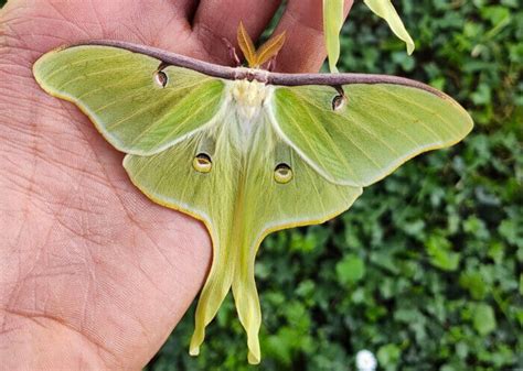 Rear And Breed Actias Luna A Stunning Saturniidae Species Time To Breed