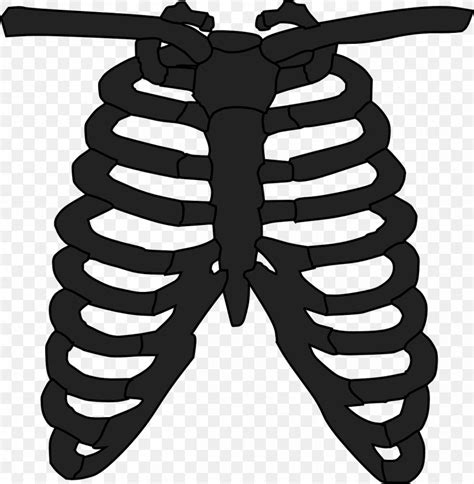 Rib Cage Human Skeleton Anatomy T Shirt PNG 1250x1280px Watercolor