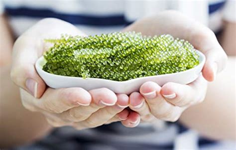 Organic Sea Grapes Japanese Umibudo Green Caviar Delicacy Seaweed
