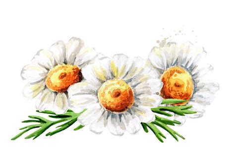 Chamomile Flowers Hand Drawn Watercolor Illustration Isolated On