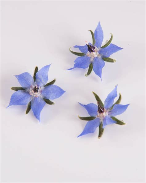 Where to buy edible flowers uk. Borage | The Chef's Garden