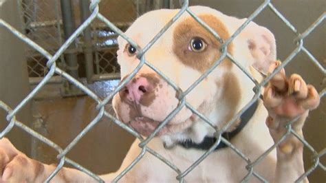 Several Pit Bulls At Risk For Euthanization Rescuer Urges Adoptions
