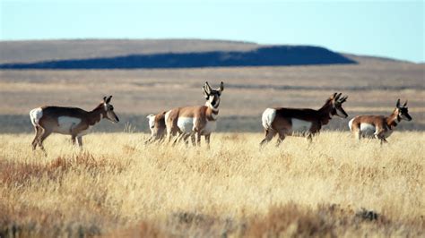 Take A Safari To Hart Mountain National Antelope Refuge Youtube