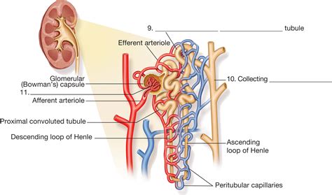 Veins are vessels that return blood to the heart. The nephron. The nephron is the basic subunit of each ...