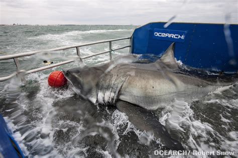 Great White Sharks Off Nantucket In The Scientific Spotlight News