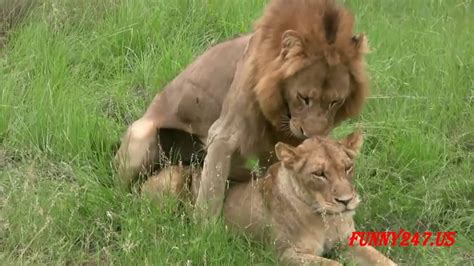 Lion Mating And Giving Birth Lion Breeding Male Lion Tiger Breed