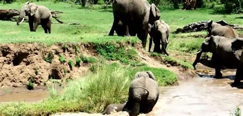 A Herd Of Elephants Come Together To Save Drowning Calf As They Cross A