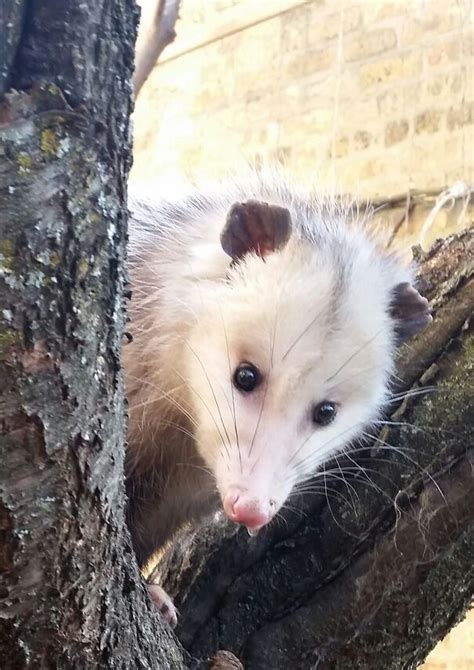 50 Times People Captured Possums And Opossums Doing Ridiculous And