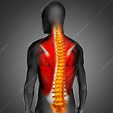 Male Back Muscles Illustration Stock Image C0524279 Science
