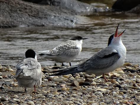 Common Terns New York Nature