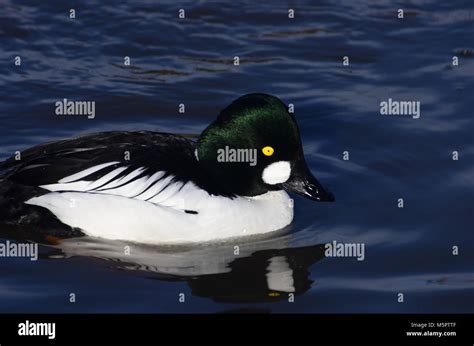 Common Goldeneye Duck On Water Stock Photo Alamy