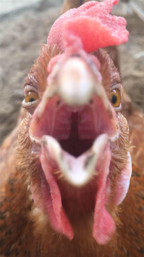 Psbattle This Chicken Looking At The Camera R Photoshopbattles