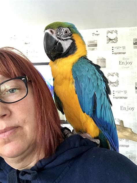 Scarlet macaw for sale near me macaws for sale near me cheap macaw for sale in india blue and gold macaw for sale green wing macaw for sale. Macaw Birds For Sale | Albuquerque, NM #218817 | Petzlover
