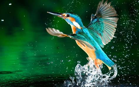 A Blue Kingfisher Bird Fly Near Water Wallpaper Download 2880x1800