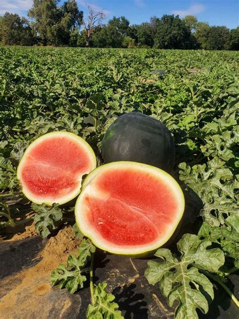 Heres Where To Find A Black Watermelon In The Bay Area