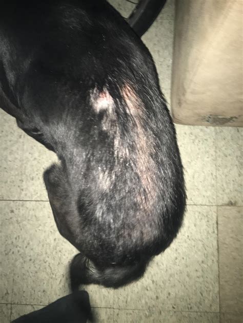 My Labrador Retriever Has These Bald Spots On His Lower Back And At