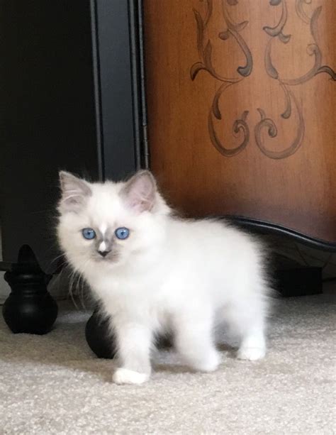 Blue Mitted Ragdoll Kitten