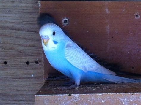 Baby Budgies For Sale £25 6 8 Weeks Old Rare Colours In East London
