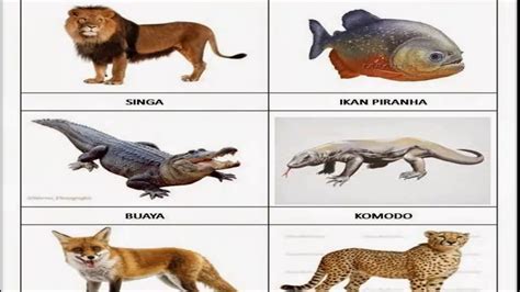Contoh hewan omnivora dan penjelasannya. Gambar Hewan Herbivora Omnivora Karnivora - Contoh Adat